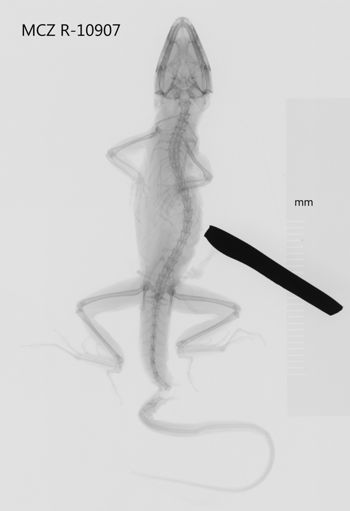 Media type: image;   Herpetology R-10907 Aspect: dorsoventral x-ray